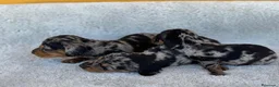 Teckel Miniatura perros en venta: Teckel - Anuncio 1