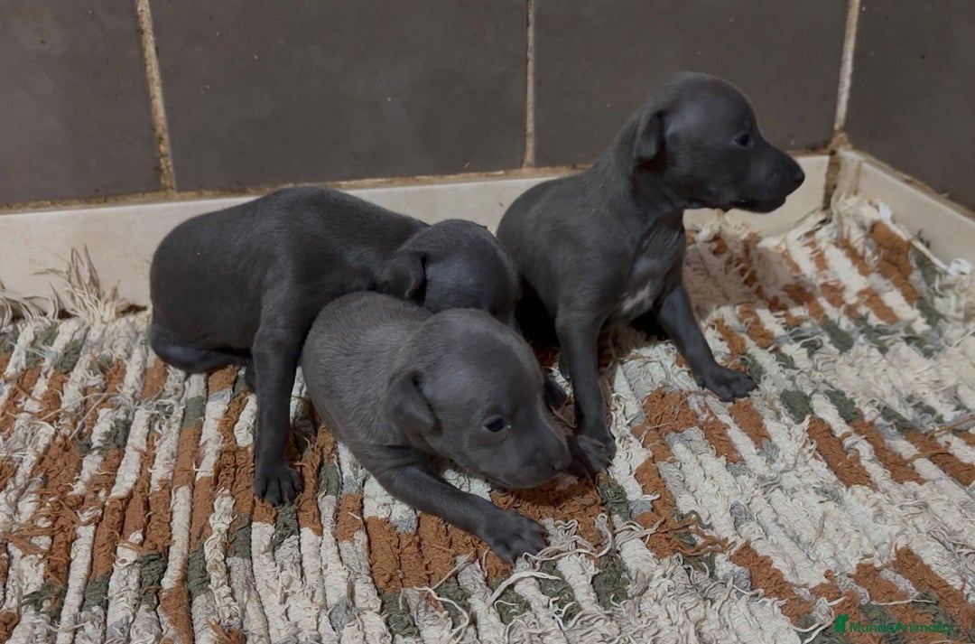 Pequeño Lebrel Italiano perros en venta: Galgo Italiano - Imagen 4
