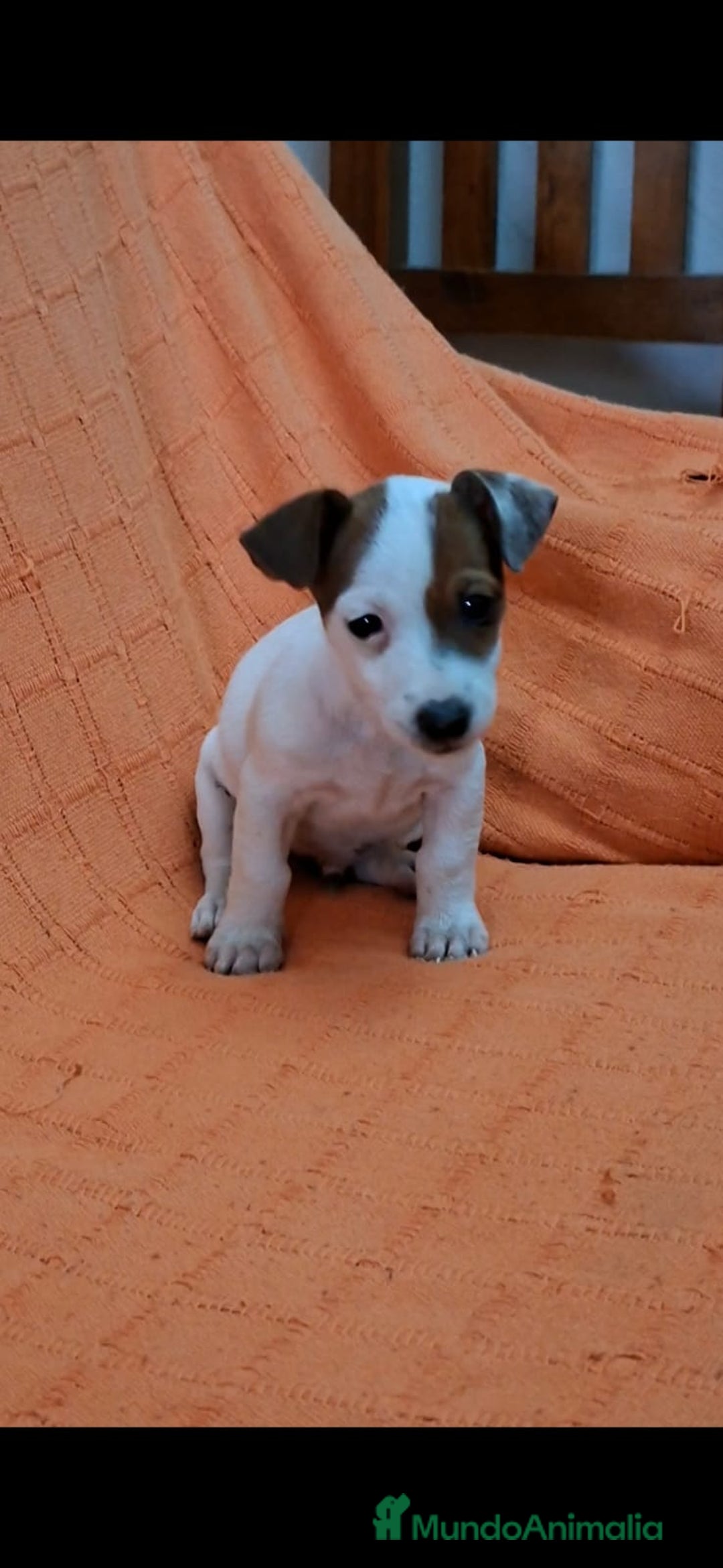 Jack Russell Terrier perros en venta: precioso cachorro de jack Ruser macho - Imagen 1