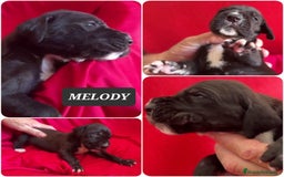Dogo Alemán perros en venta: Cachorros bebes - Imagen 6