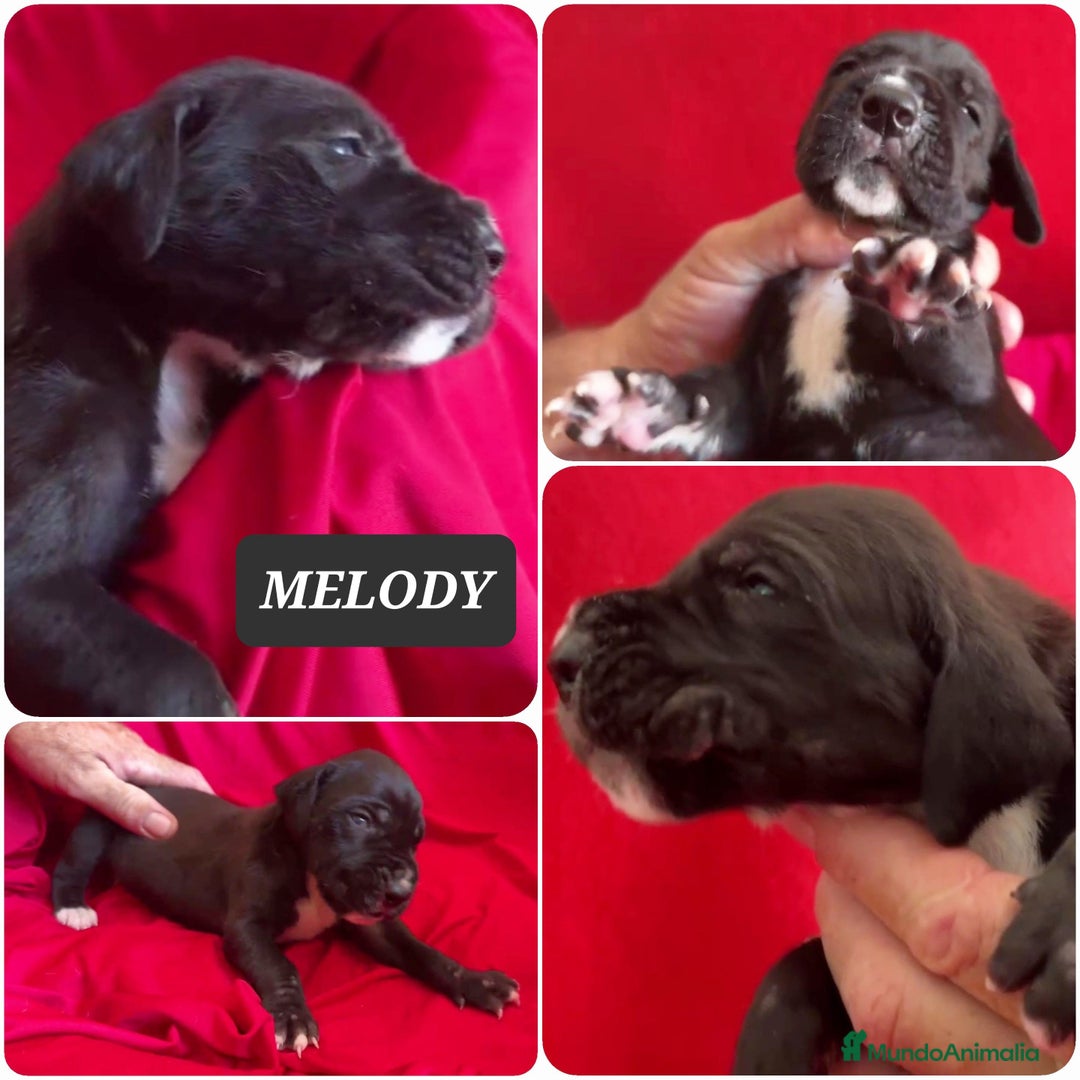 Dogo Alemán perros en venta: Cachorros bebes - Imagen 6