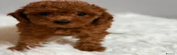 Caniche Enano perros en venta: CANICHE ROJO - Anuncio 5