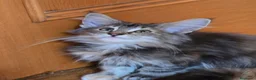 Bosque de Noruega gatos en venta: Bosques de Noruega  - Anuncio 3
