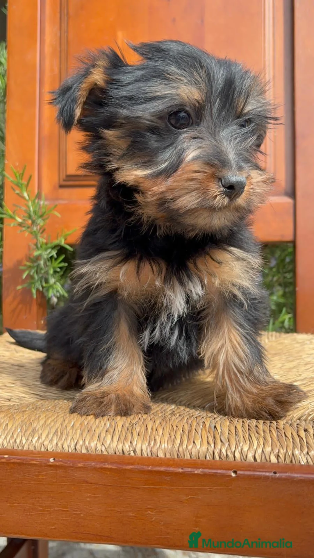 Yorkshire Terrier perros en venta: Machos yorkshire terrier en Madrid - Anuncio 2