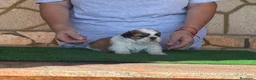 Shih Tzu perros en venta: Macho tricolor rojo - Anuncio 6