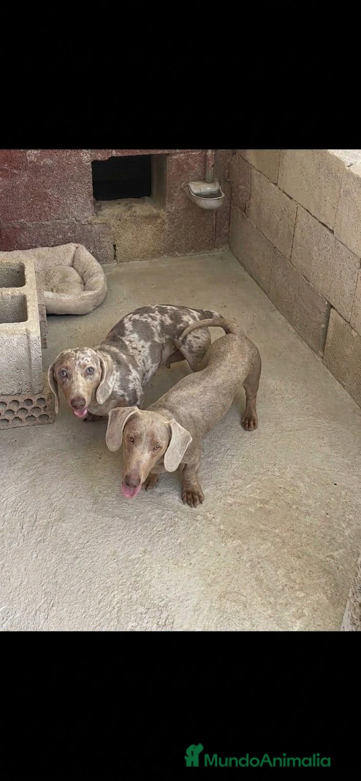Teckel Miniatura perros Tecker hembras - Anuncio 1