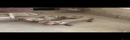 Teckel Miniatura perros en venta: Tecker hembras - Anuncio 1