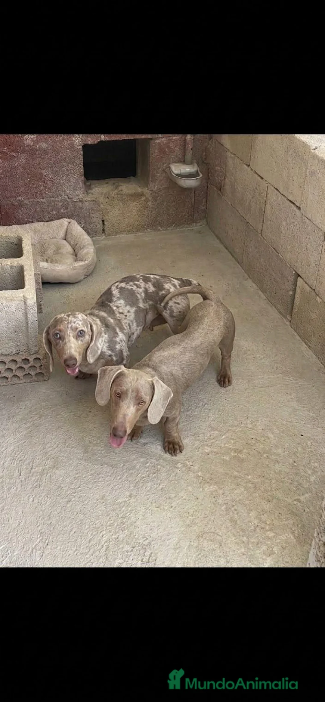 Teckel Miniatura perros en venta: Tecker hembras - Anuncio 1