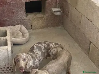 Teckel Miniatura perros Tecker hembras - Anuncio 1