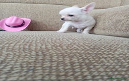Chihuahua perros en venta: Chihuahua toy - Imagen 2