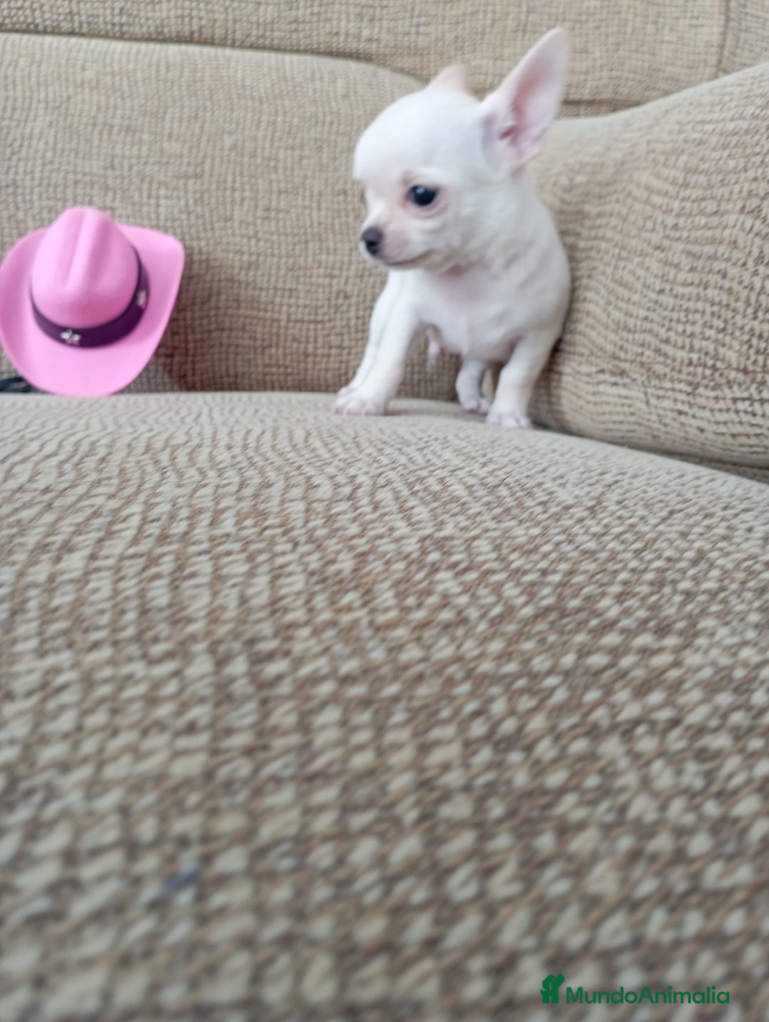 Chihuahua perros en venta: Chihuahua toy - Imagen 2