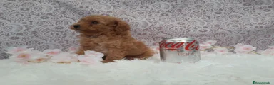 Caniche Toy 4