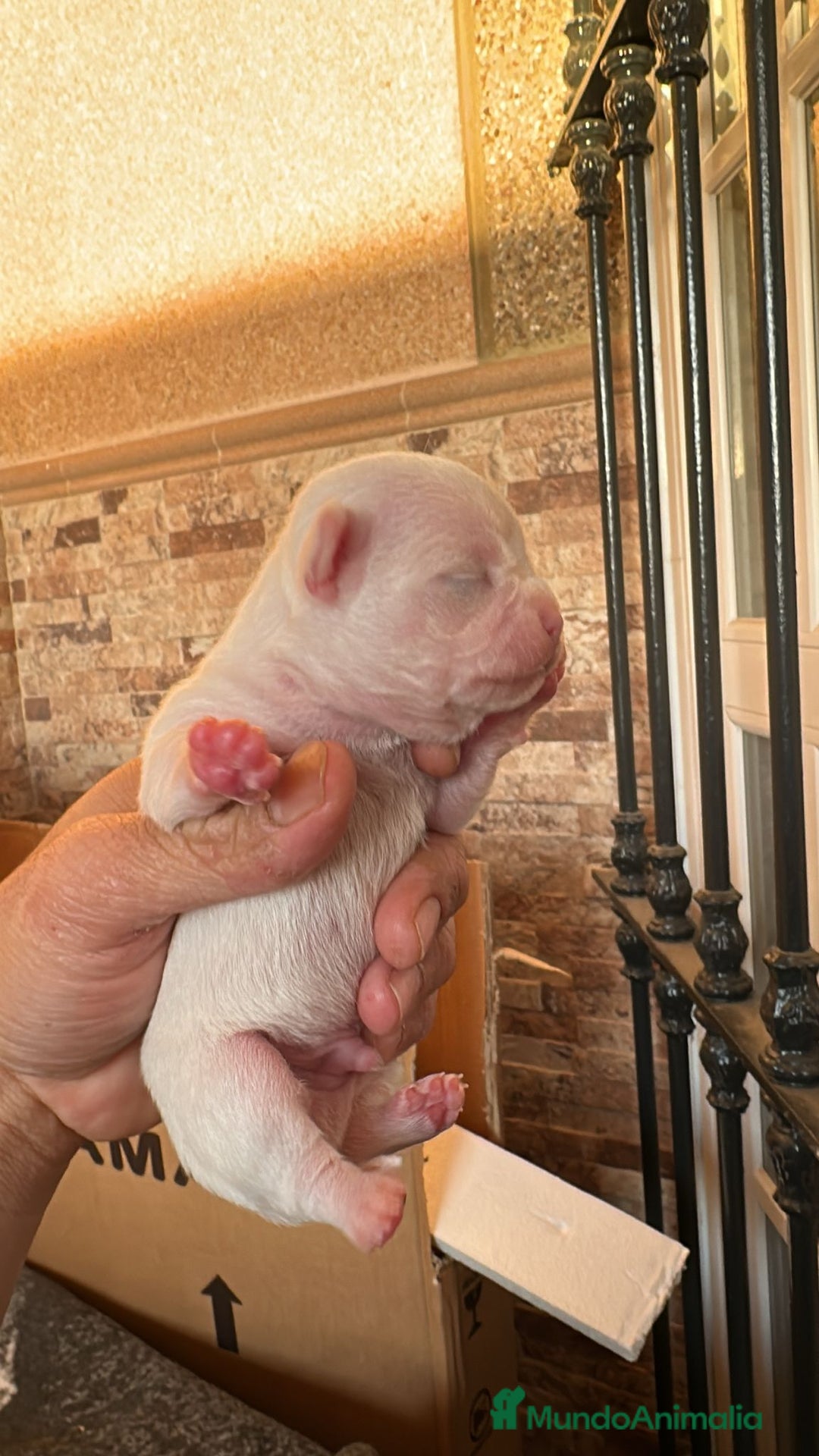 Chihuahua perros en venta: CHIHUAHUA - Anuncio 1