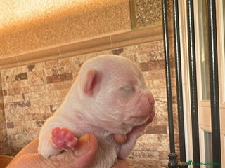 Chihuahua perros CHIHUAHUA - Anuncio 1