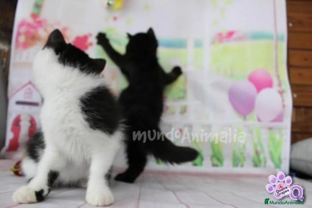 Imagen de galería {{count}}