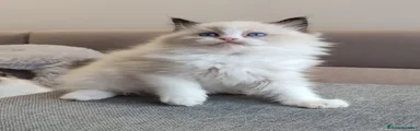 Ragdoll Gatito 1