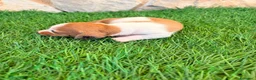 Teckel Miniatura perros en venta: Teckel miniatura bicolor  - Anuncio 3