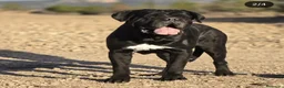 Cane Corso perros en venta: Cane corso - Anuncio 2