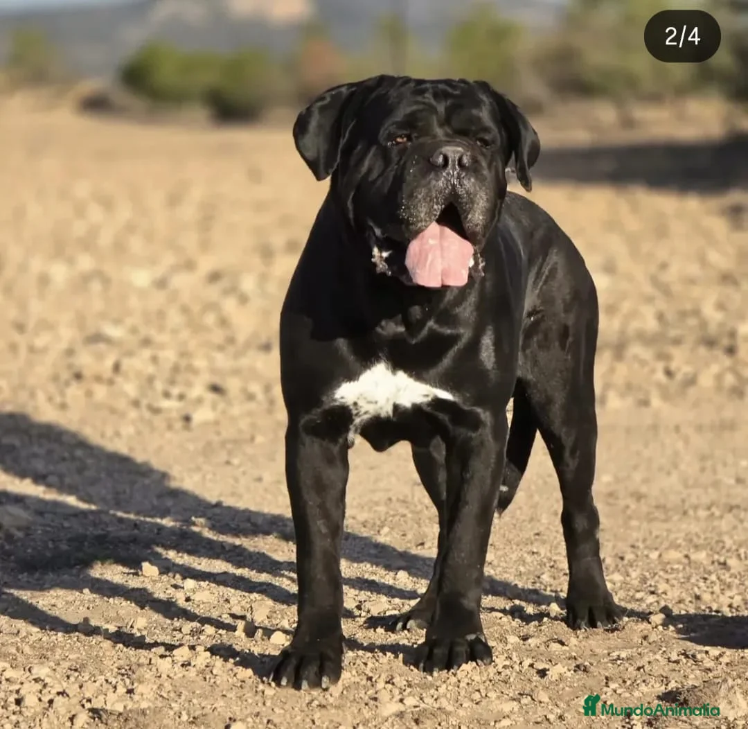 Cane Corso perros en venta: Cane corso - Anuncio 2