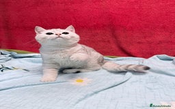 Británico de Pelo Corto gatos en venta: British Silver Shaded Negro - Anuncio 3