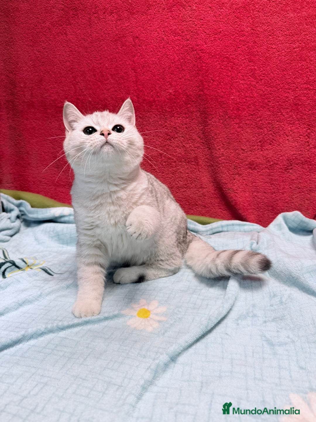 Británico de Pelo Corto gatos en venta: British Silver Shaded Negro - Anuncio 3