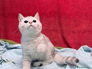 Británico de Pelo Corto gatos British Silver Shaded Negro - Anuncio 5