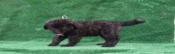 Pastor del Cáucaso perros en venta: Disponible Pastor del Cáucaso - Anuncio 13