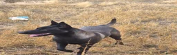Pastor Belga Malinois perros en venta: Pastor belga Malinoa ADIESTRADA - Anuncio 1