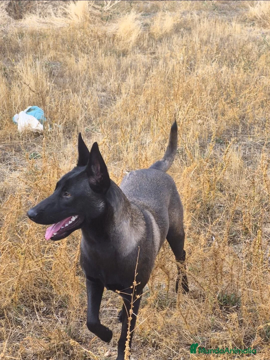 Pastor Belga Malinois perros en venta: Pastor belga Malinoa ADIESTRADA - Anuncio 1