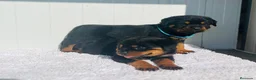 Rottweiler perros en venta:  Rottweiler  en Sevilla - Anuncio 12