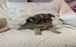 Chihuahua perros en venta: Chihuahua toy pelo largo  - Imagen 9