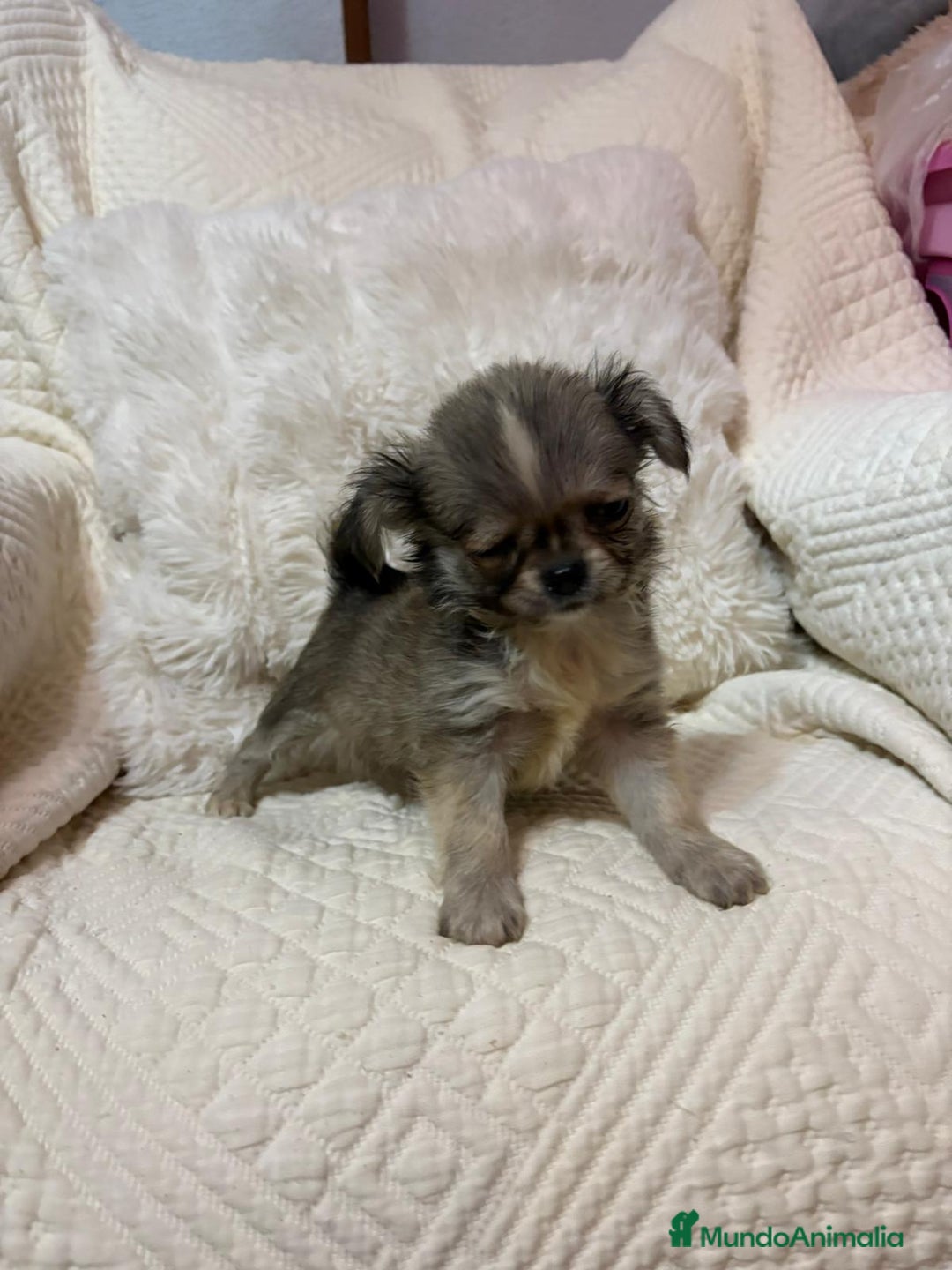 Chihuahua perros en venta: Chihuahua toy pelo largo  - Imagen 9
