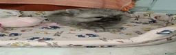 Pomerania perros en venta: Pomerania Toy - Anuncio 4