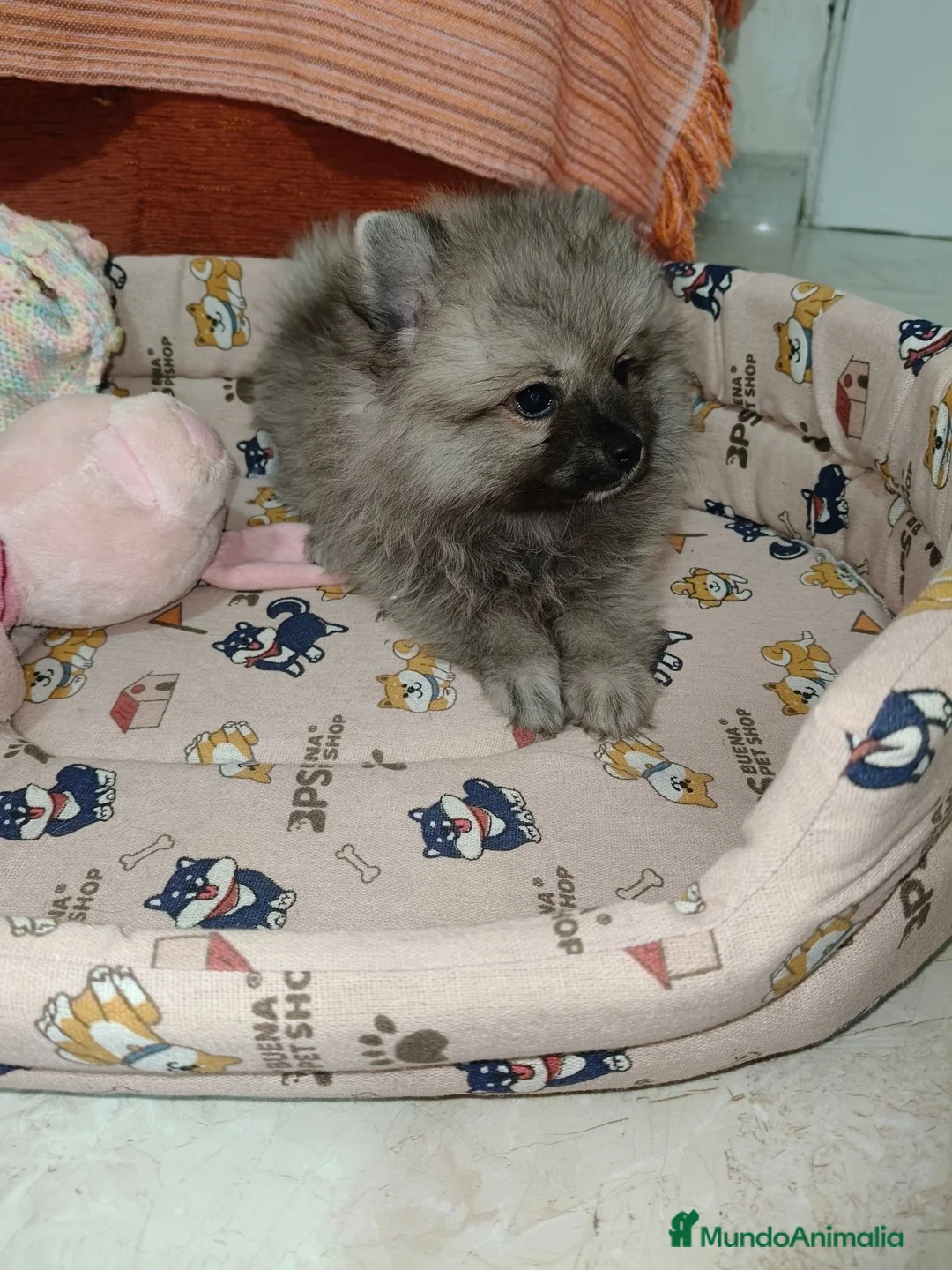 Pomerania perros en venta: Pomerania Toy - Anuncio 4
