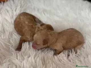 Caniche Toy perros CANICHE HEMBRA - Anuncio 1