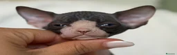 Sphynx gatos en venta: Sphynx  - Anuncio 2