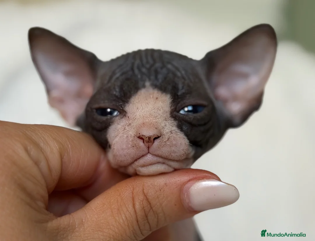 Sphynx gatos en venta: Sphynx  - Anuncio 2