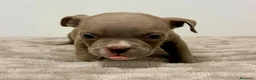 American Bully perros en venta: American bully - Anuncio 18