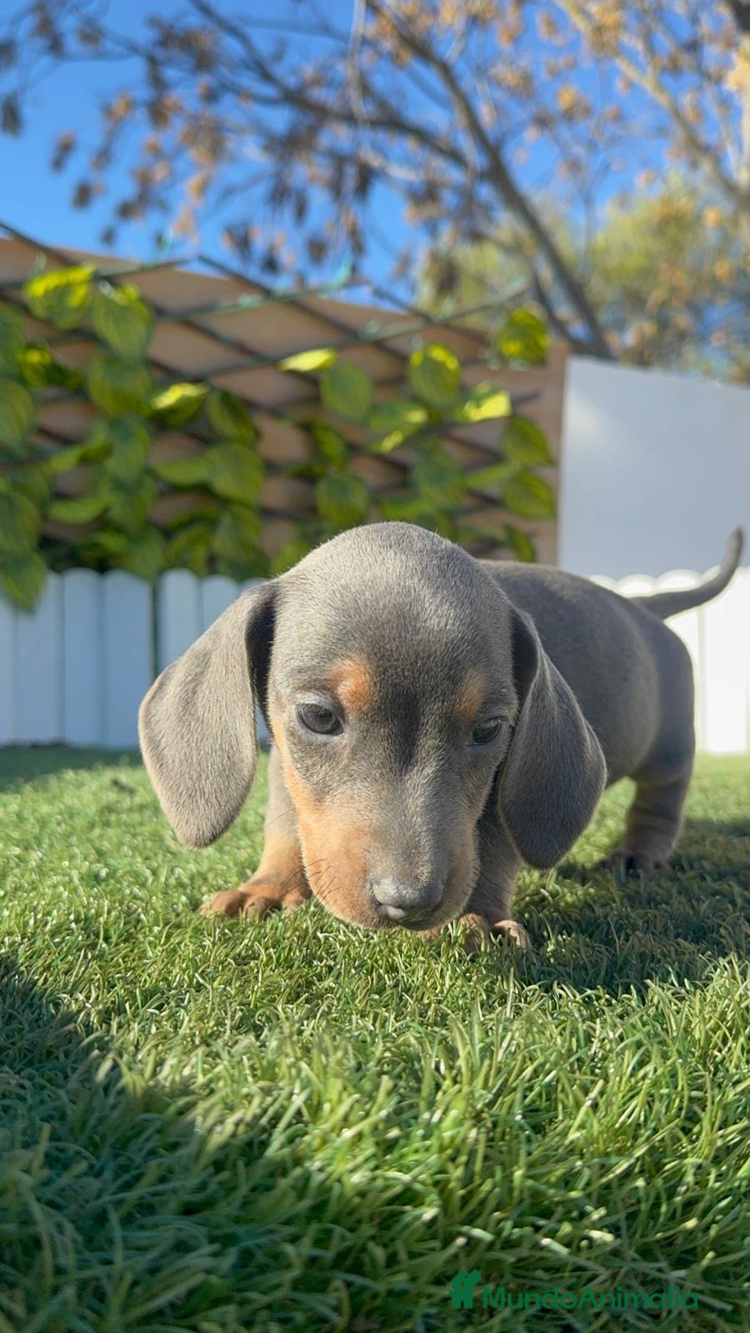 Teckel Miniatura perros en venta: TECKEL MINIATURA - Anuncio 17