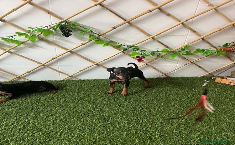 Ratón de Praga perros - Anuncio 1