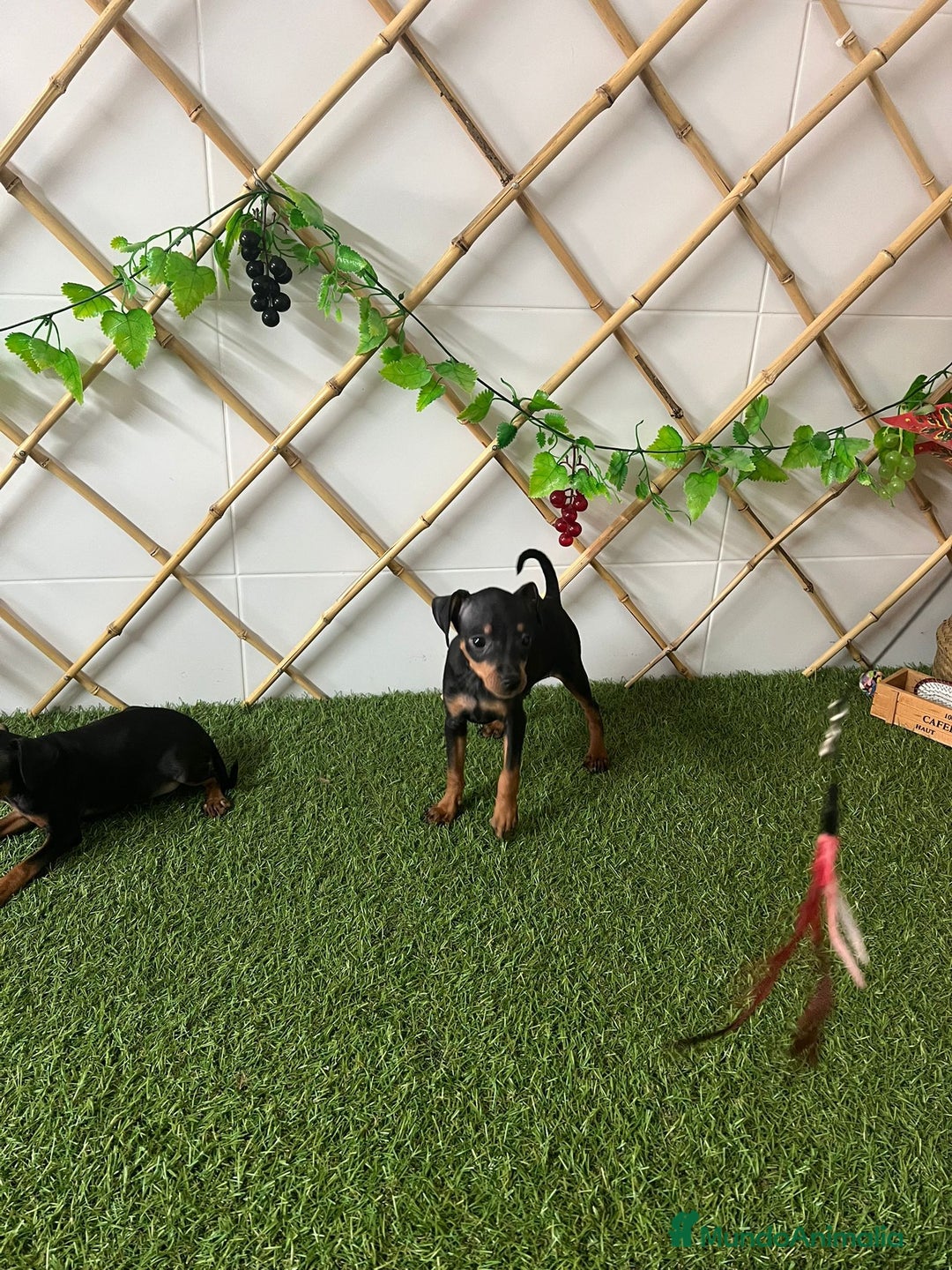 Ratón de Praga perros en venta: CACHORROS RATÓN DE PRAGA - Imagen 1