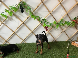 Ratón de Praga perros - Anuncio 1