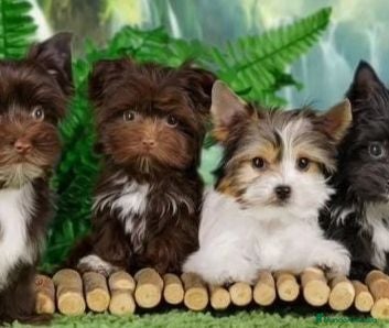 Biewer Yorkshire Terrier a la Pom Pon perros Cachorros Yorkshire color Chocolate  - Anuncio 4