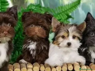 Biewer Yorkshire Terrier a la Pom Pon perros Cachorros Yorkshire color Chocolate - Anuncio 4