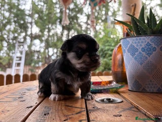 Morkie perros Morkie - Anuncio 3