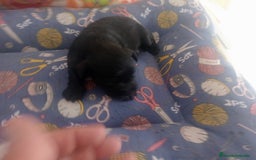 Schnauzer Miniatura perros en venta: SCHNAUZER MINIATURA  - Imagen 5