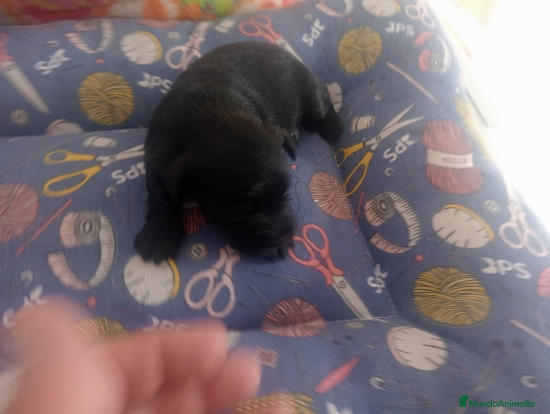 Schnauzer Miniatura perros en venta: SCHNAUZER MINIATURA  - Imagen 5