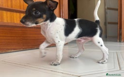 Ratón de Praga perros en venta: Último cachorros de ratón de Praga  - Imagen 2