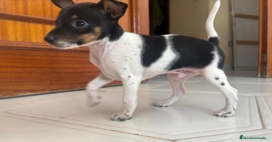 Ratón de Praga perros - Anuncio 8