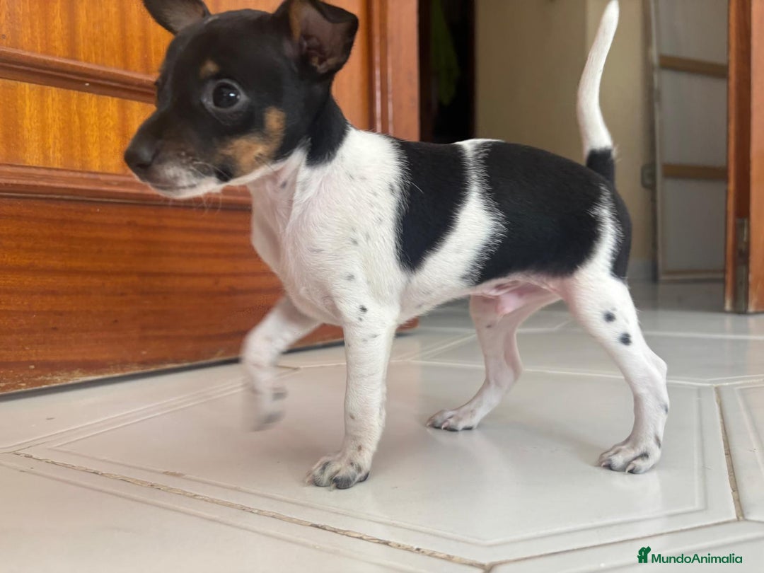 Ratón de Praga perros en venta: Último cachorros de ratón de Praga  - Imagen 2